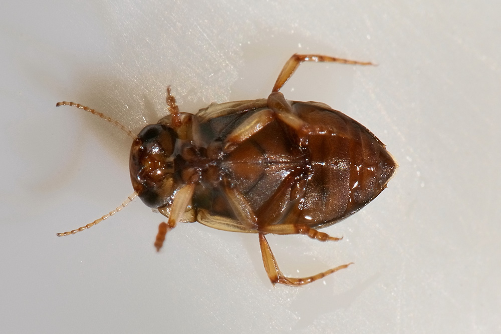 Nebrioporus sansii (Dyticidae) e Pomatinus substriatus (Dryopidae)